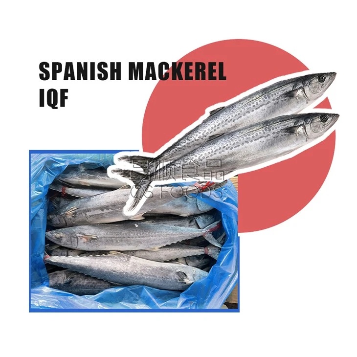 AAA Spotted Mackerel