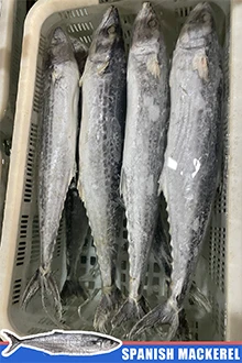 frozen spanish mackerel